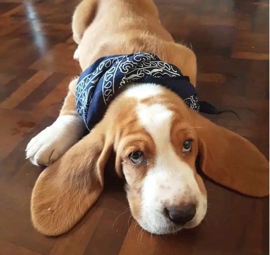 Basset Hound puppy lying down on the floor with its ears spread out