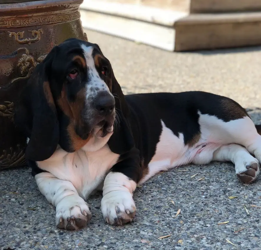 Basset Hound lying on the ground with a large pot behind him
