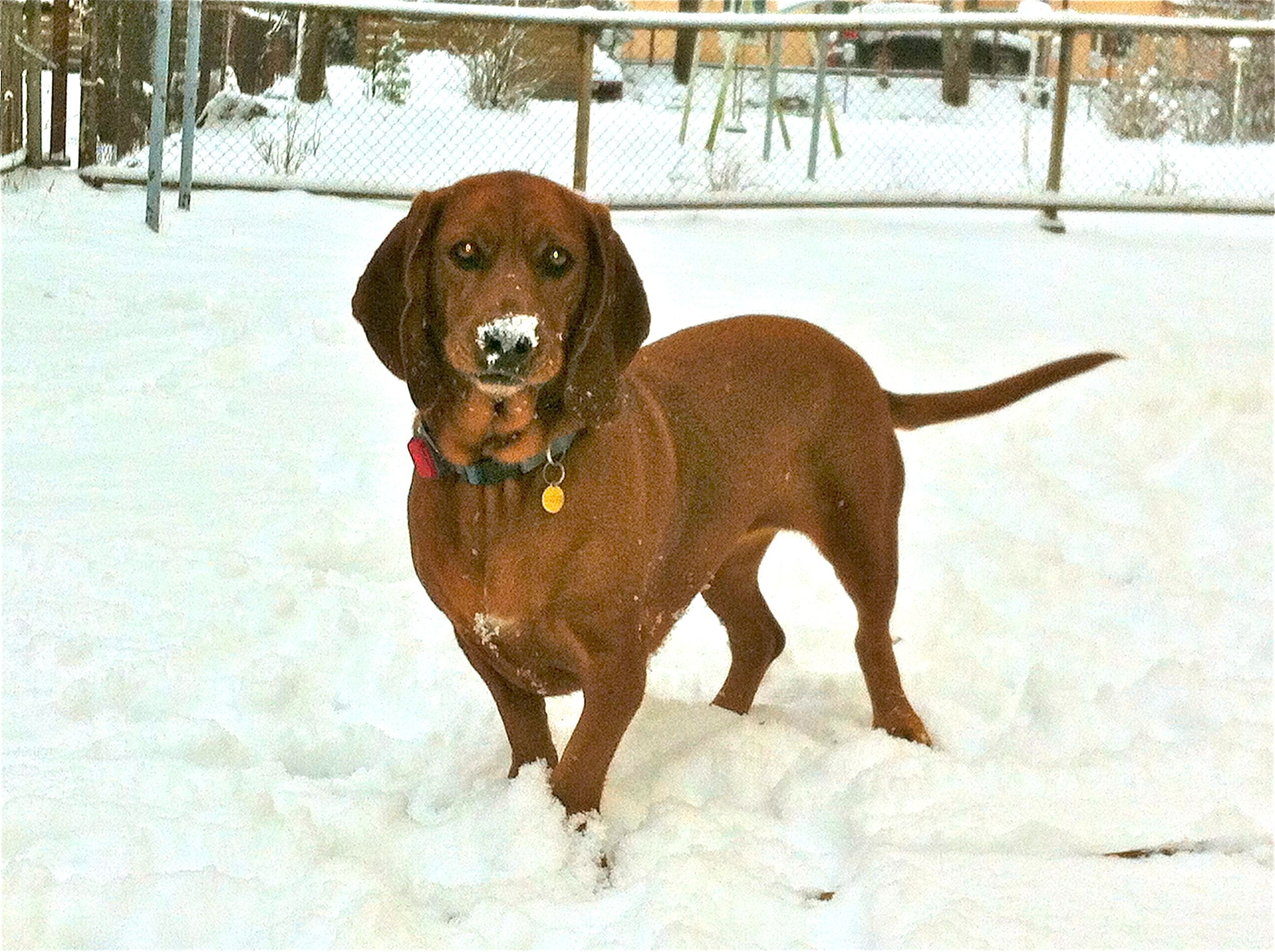 Redbone Coonhound Basset Hound mix dog walking in snow during winter at the park