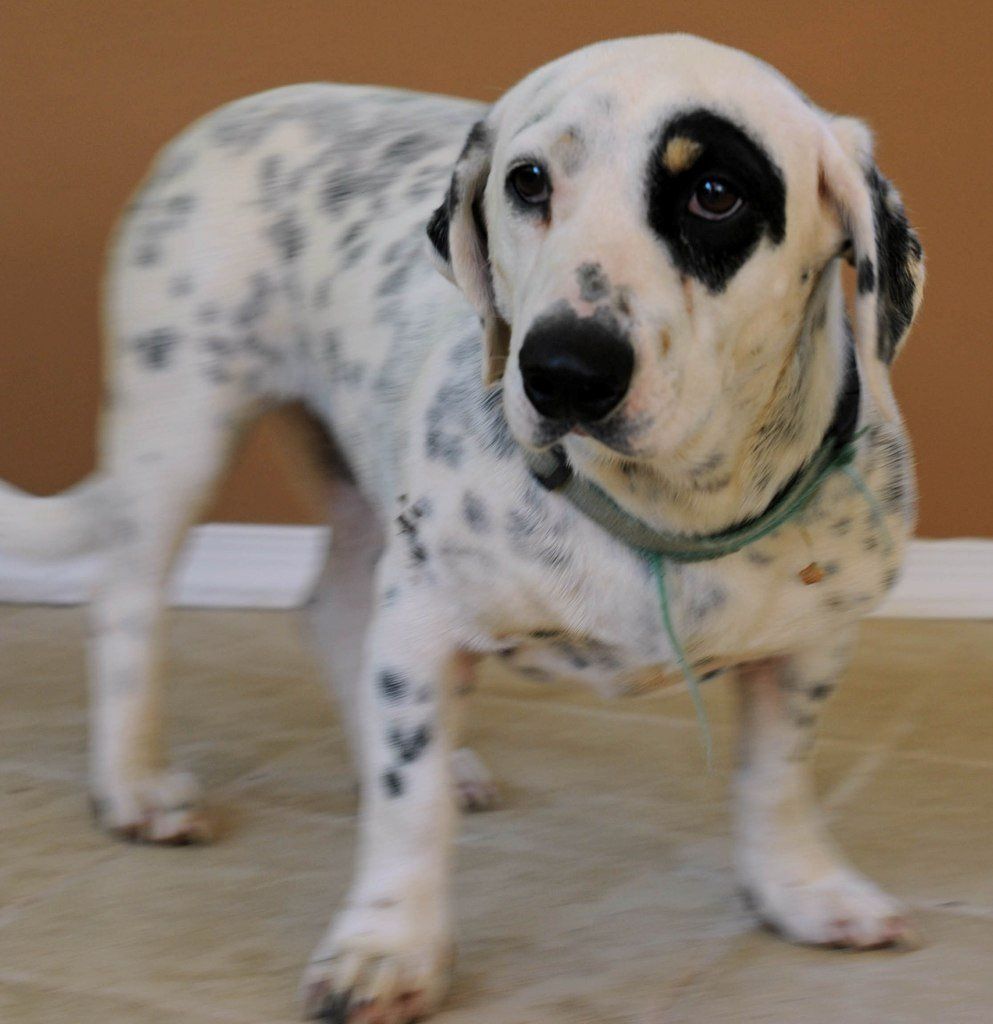 basset hound pug