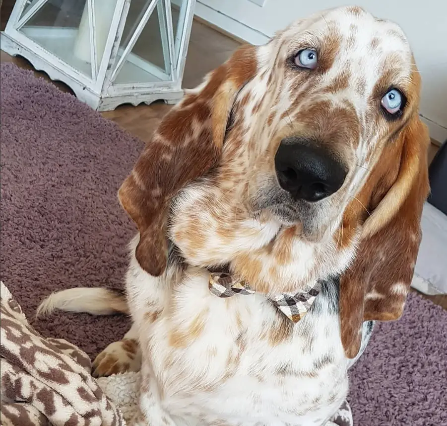 Basset Hound sitting on the floor while looking up
