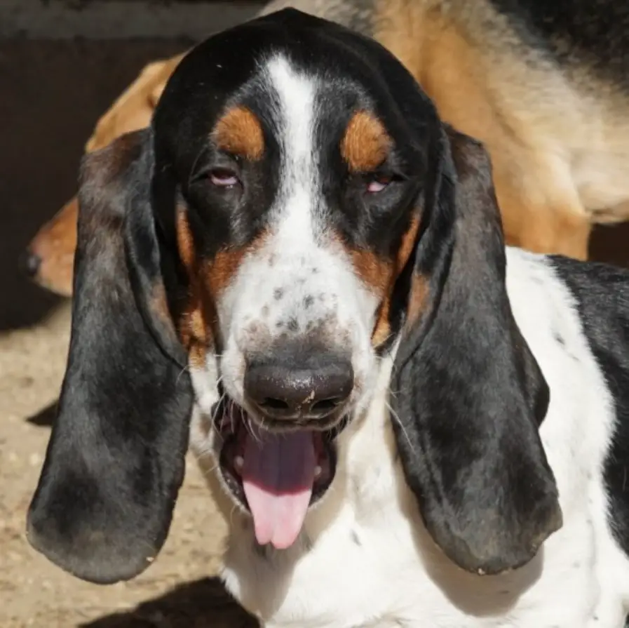 Basset Hound tired face with its tongue sticking out