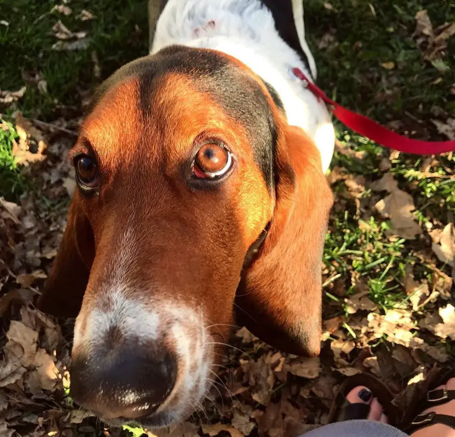 Basset Hound lying down on the grass with dried leaves while looking up with its adorable eyes