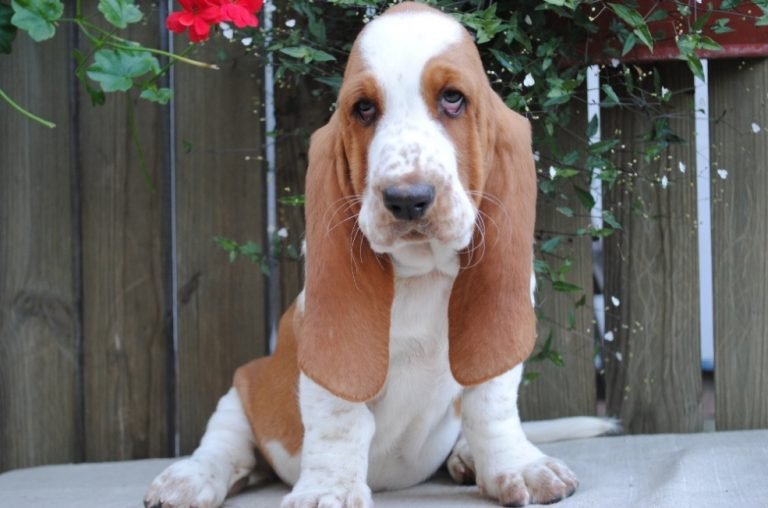 10+ Best Basset Hound Dog Names The Paws