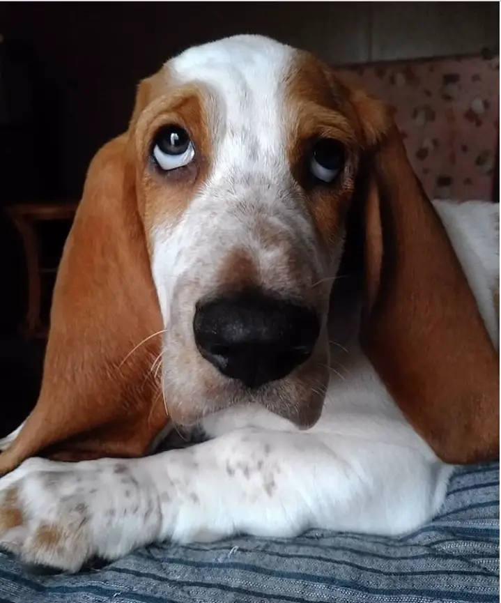Basset Hound lying down on the floor while looking up with its sad eyes