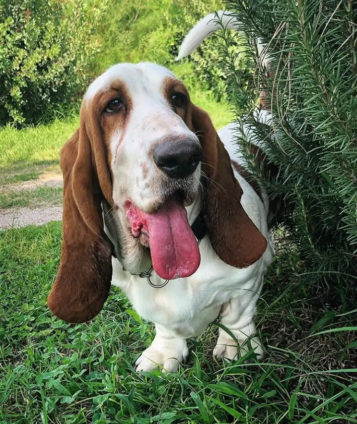 Basset Hound standing next to plant in the forest