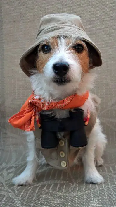 Jack Russell Terrier in Explorer outfit while sitting on the couch