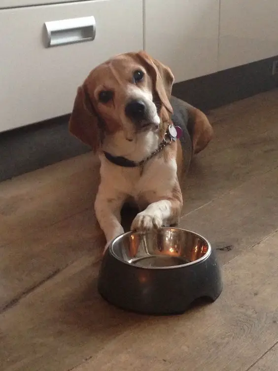 A Beagle lying on the floor with its paw on the bowl while tilting its head