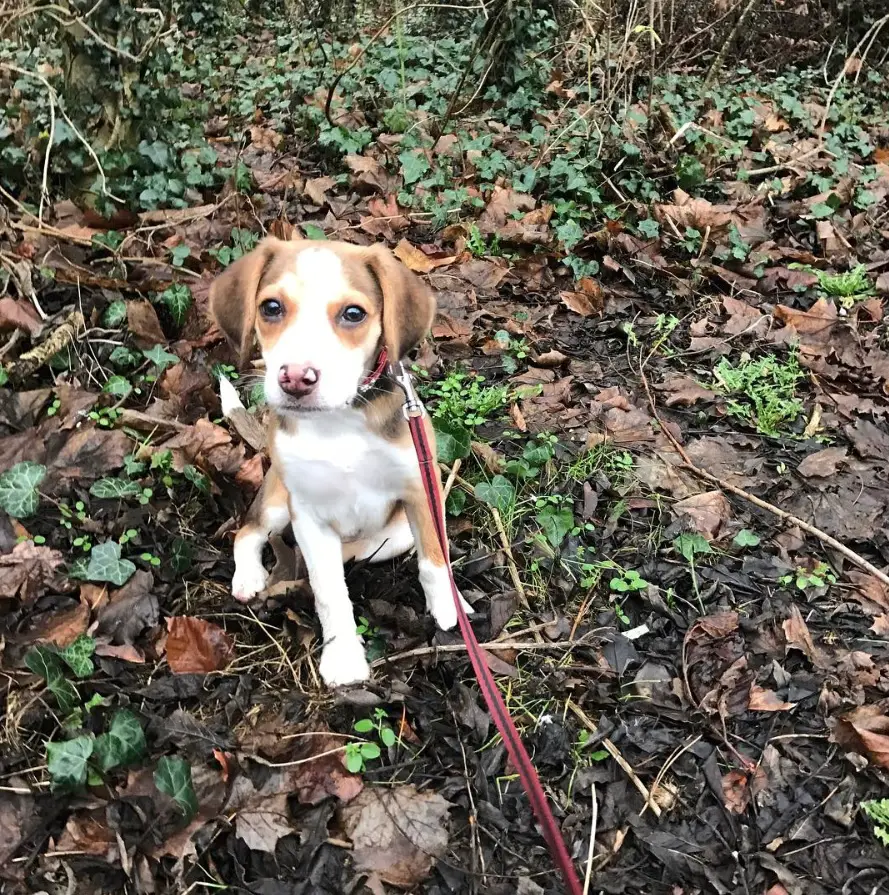 A Beagle Hound mix puppy sitting on the ground in the forest