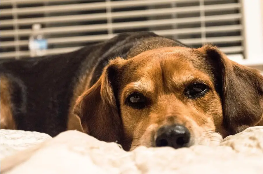 A Beagle Hound mix dog lying on the bed