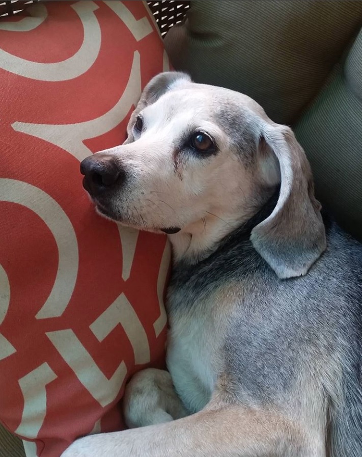 A Beagle Hound mix lying on the couch