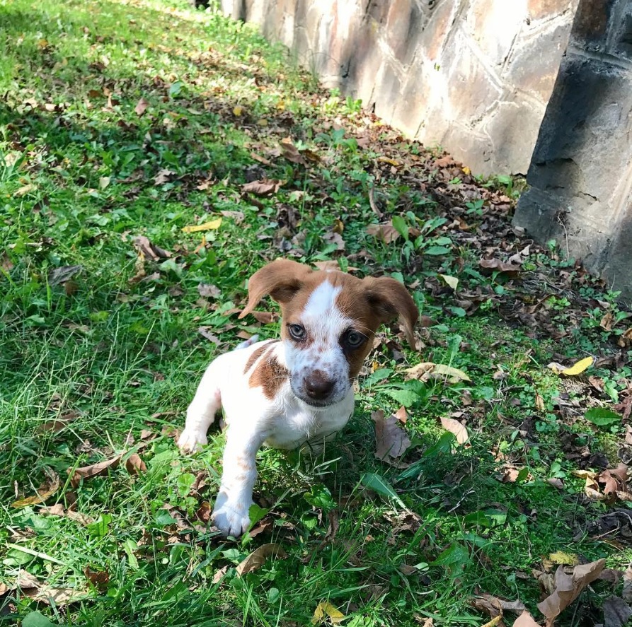 A Beagle Chi puppy sitting on the grass