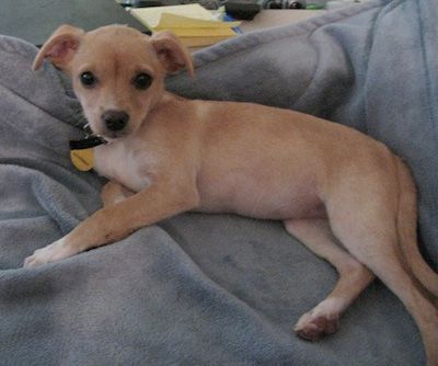 A Beagle Chi puppy lying on the bed