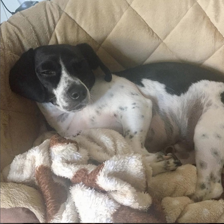 A Beagle Chi dog lying on the couch with its sleepy face