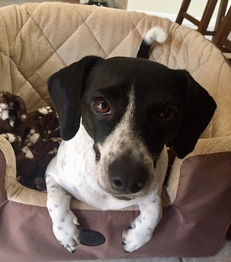 A Beagle Chi puppy lying in its bed while staring with its begging eyes