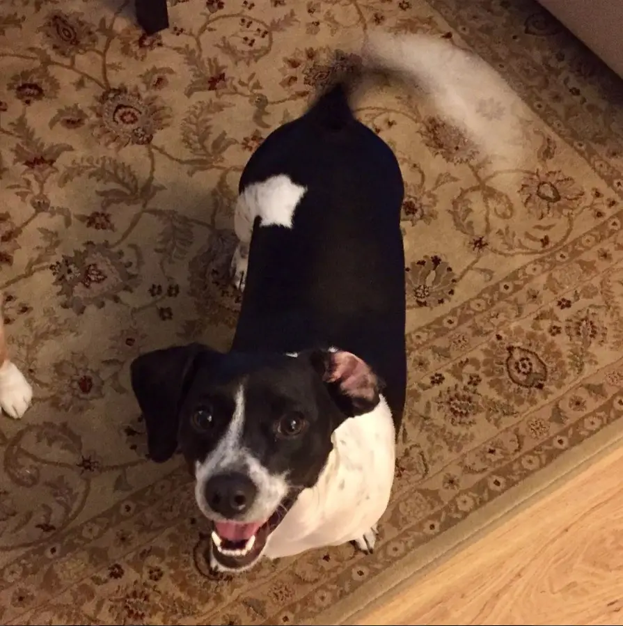 A Beagle Chi dog standing on the carpet while looking up and smiling