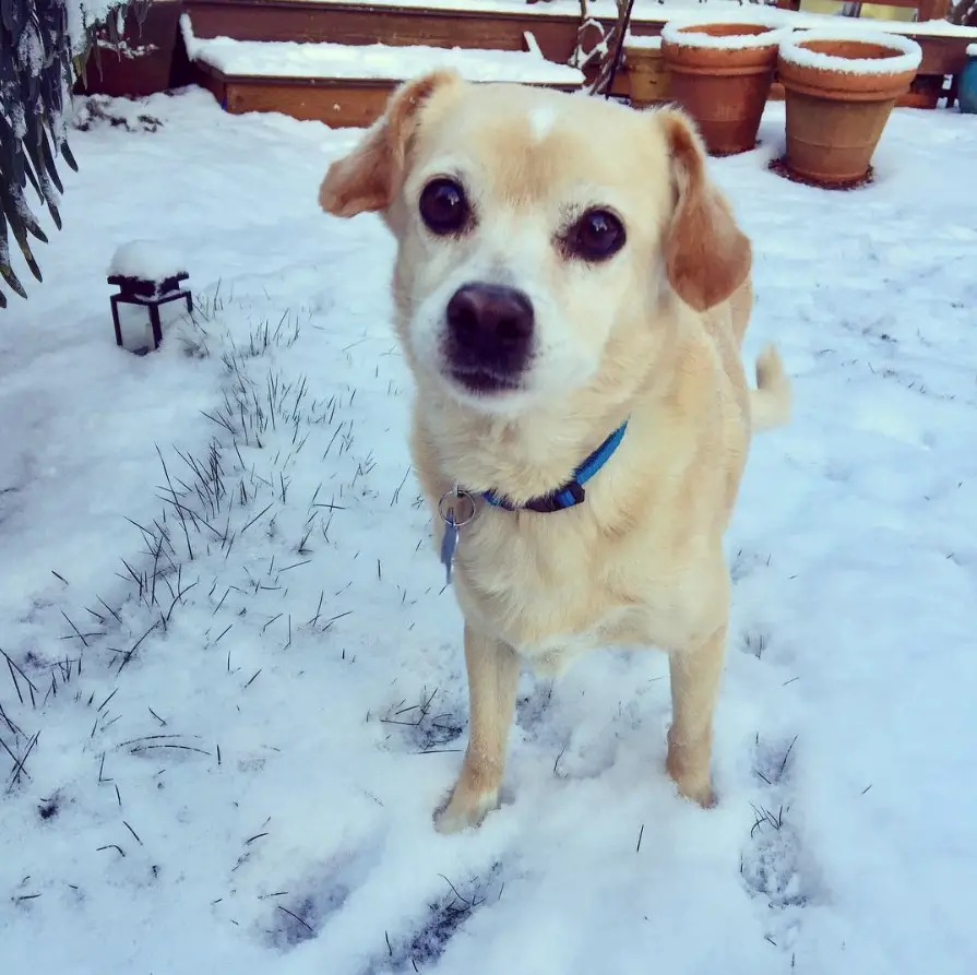 A Beagle Chi dog standing on the snow