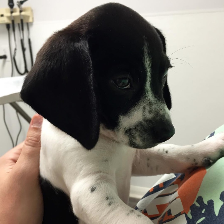 An adorable Beagle Chi puppy on the bed with its owner