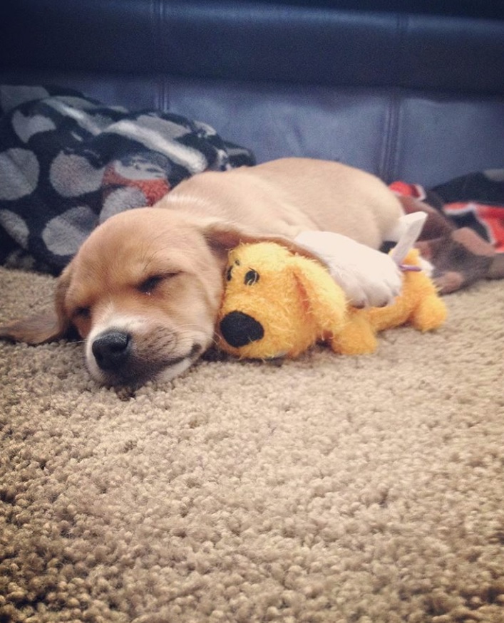 A Beagle Chi puppy sleeping on the floor with its stuffed toy