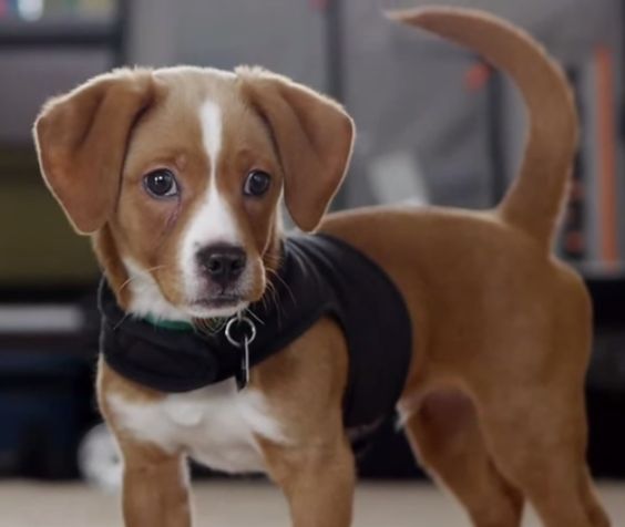 A Beagle Chi puppy standing on the floor