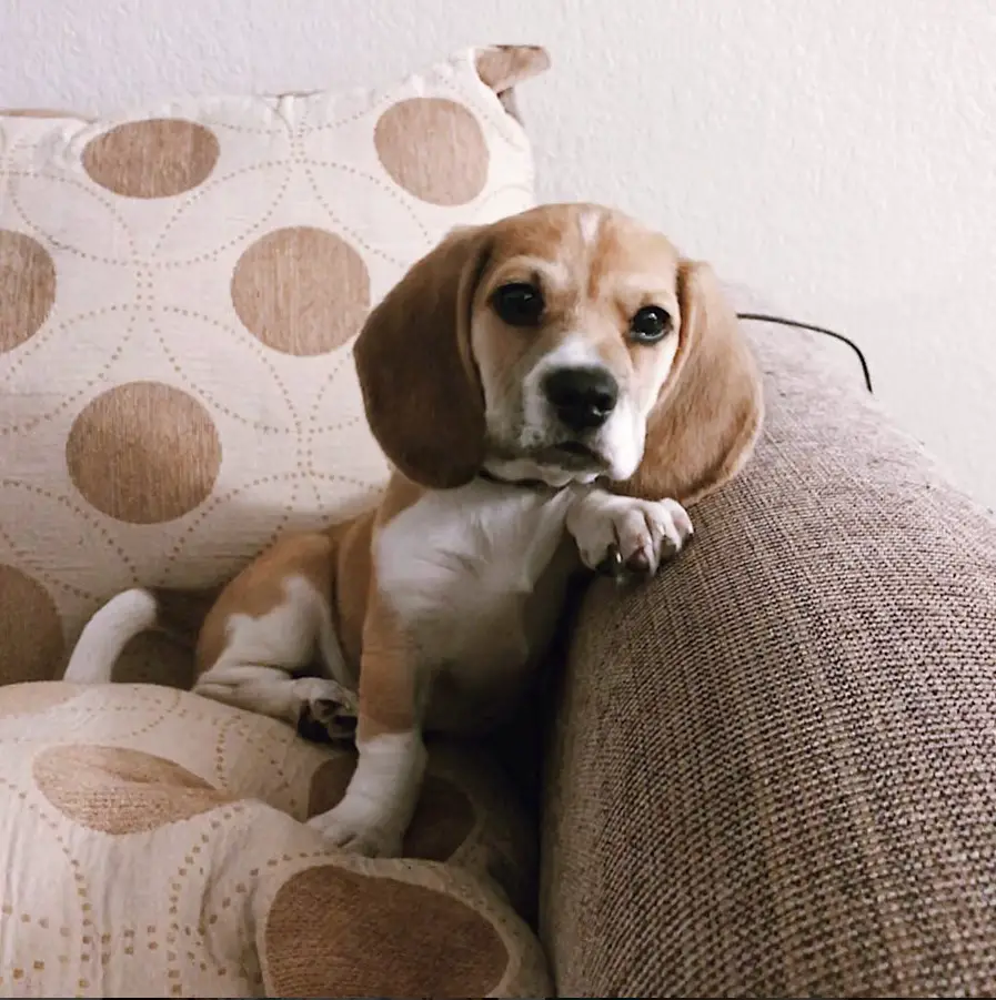 15 Beagles Mixed With Dachshund The Paws