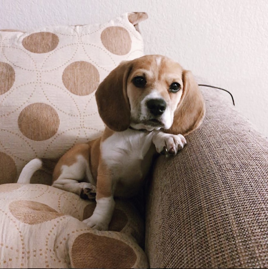 A beagle dachshund puppy sitting on the couch