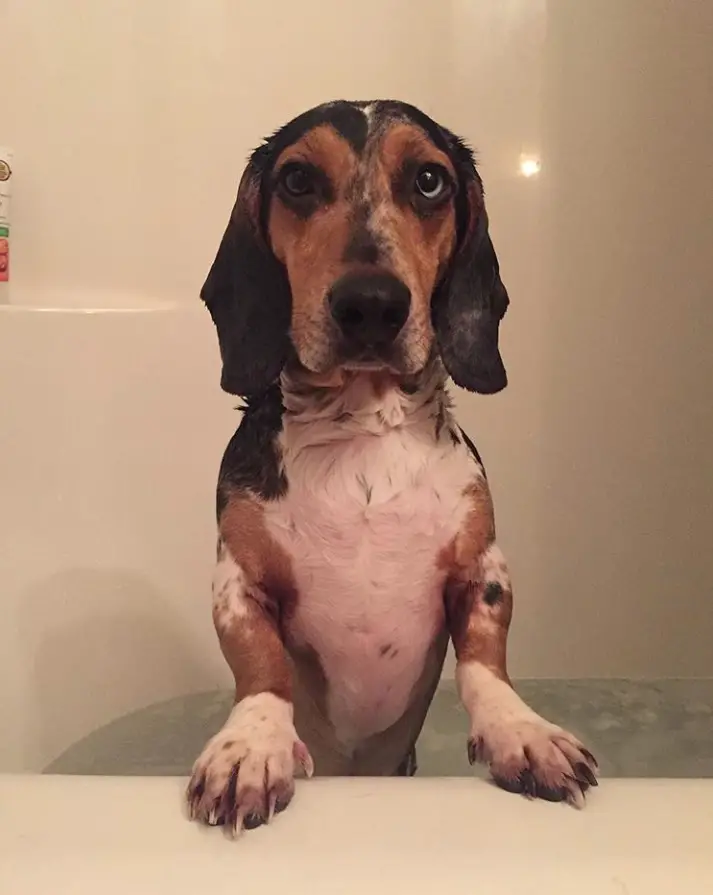 A wet dachshund beagle mix dog standing inside the bathtub