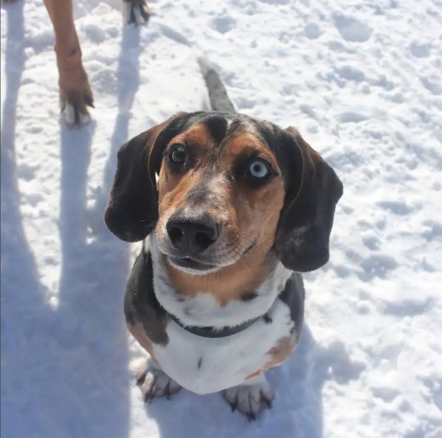 a beagle dachshund mix dog sitting in snow while looking up with its begging eyes