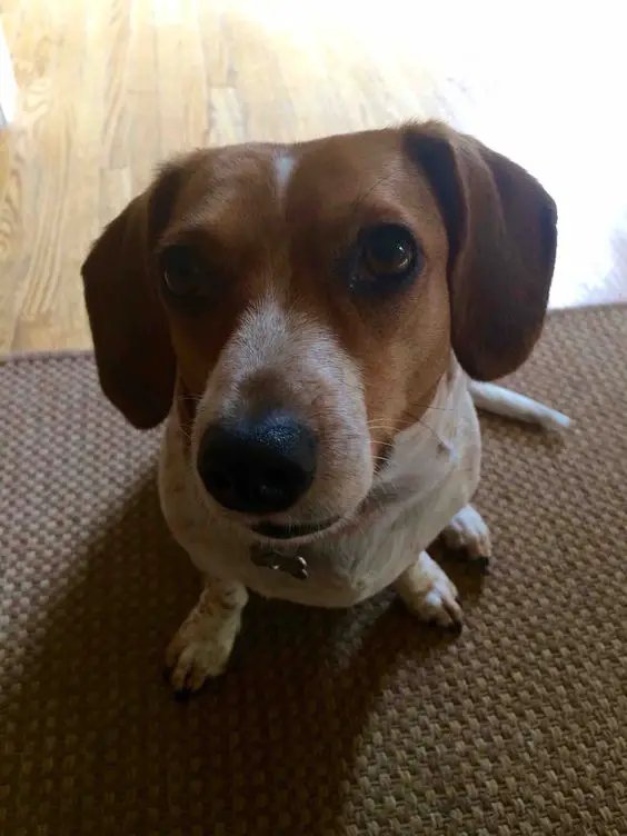a beagle dachshund sitting on the carpet with its begging face