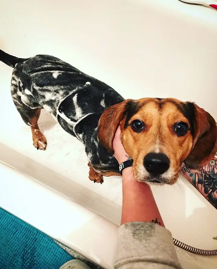 a beagle dachshund taking a bath in the bathtub