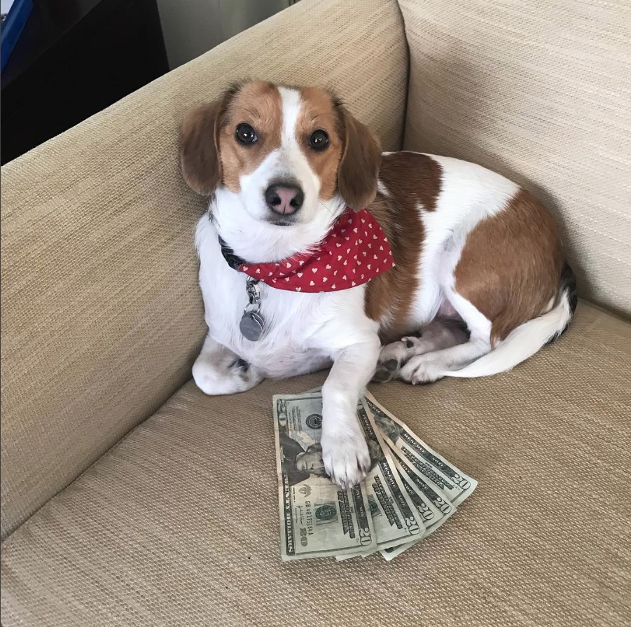 a beagle dachshund lying in the couch with its paw on top of the money