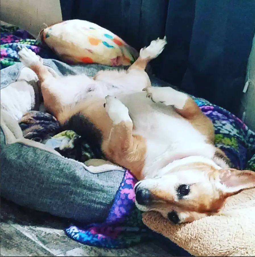 Corgi Beagle dog mix lying on its back while on the bed with its legs spread out