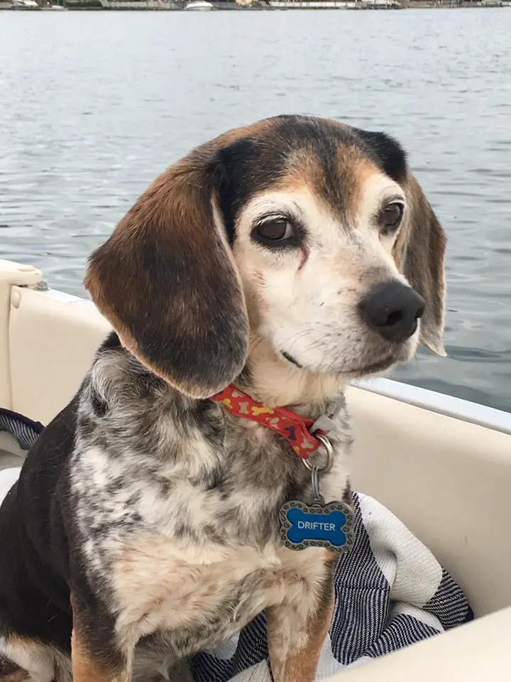A Beagle sitting inside the boat