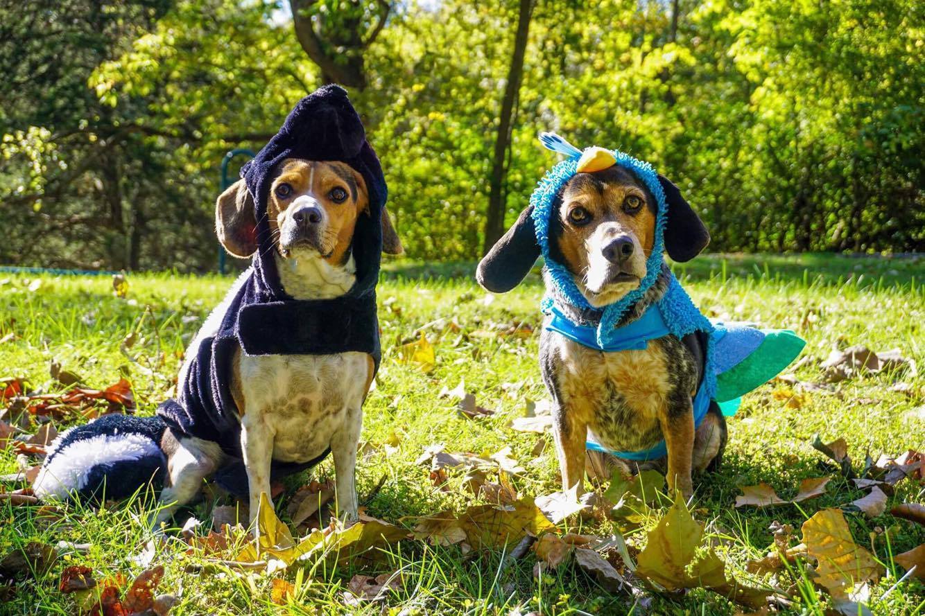 two Beagles in their halloween costumes while sitting on the green grass at the park