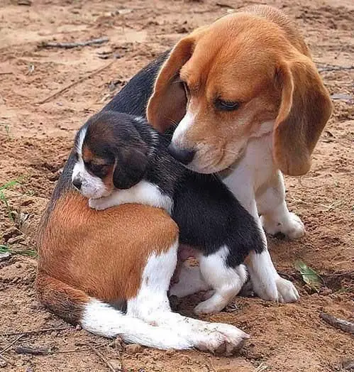 An adult Beagle sitting on the ground with her puppy