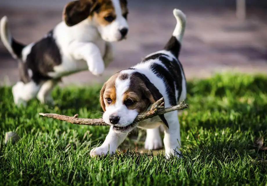 two Beagle puppies playing in the yard