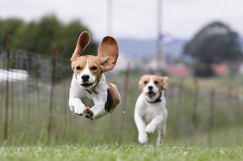 two Beagles running in the field