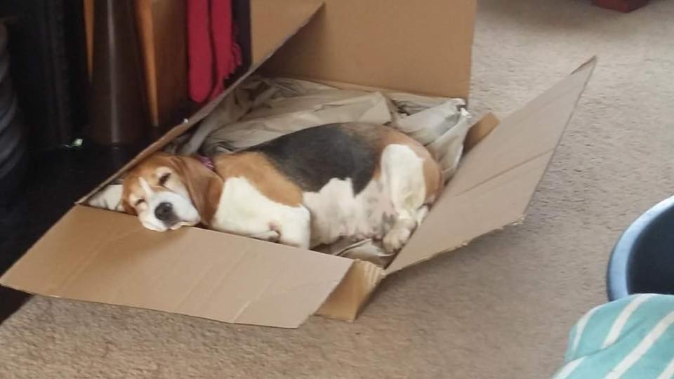 A Beagle sleeping soundly inside the box on the floor