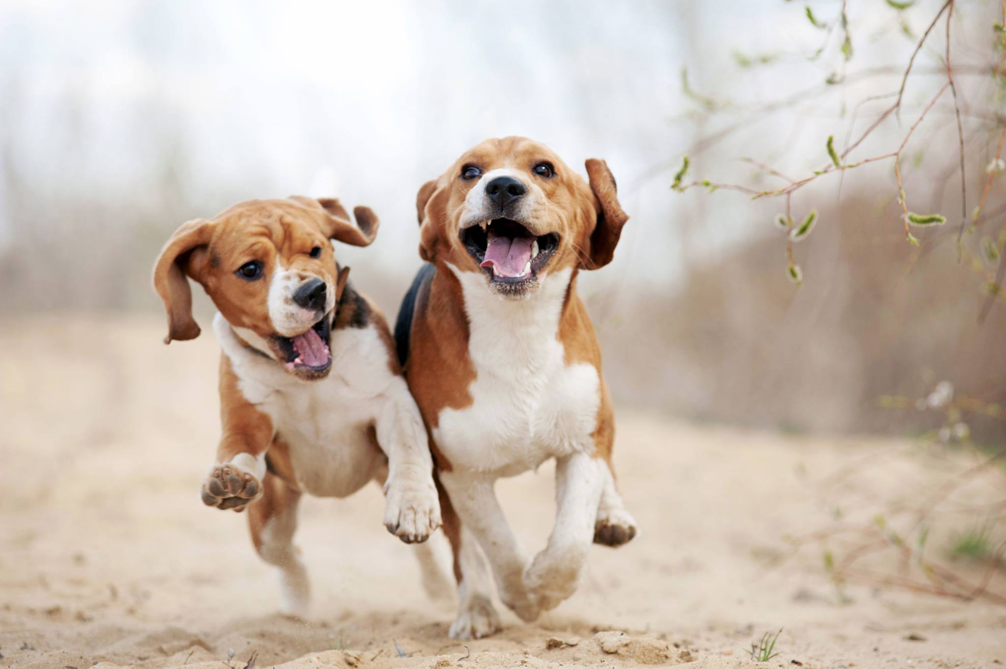 two Beagles happily running next to each other in the forest