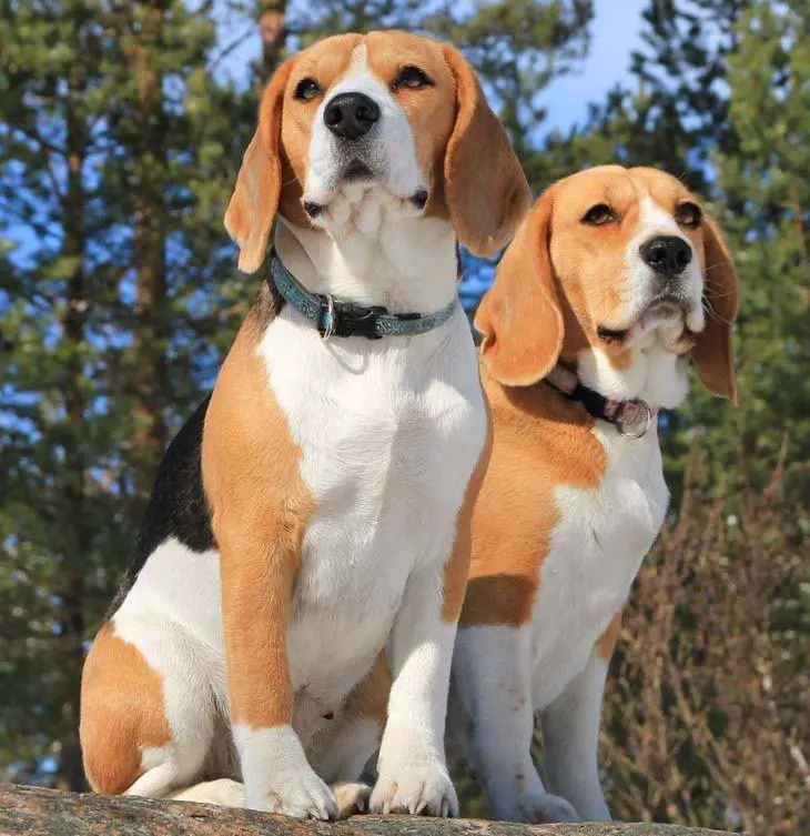 two Beagles sitting on top of the wooden table at the park