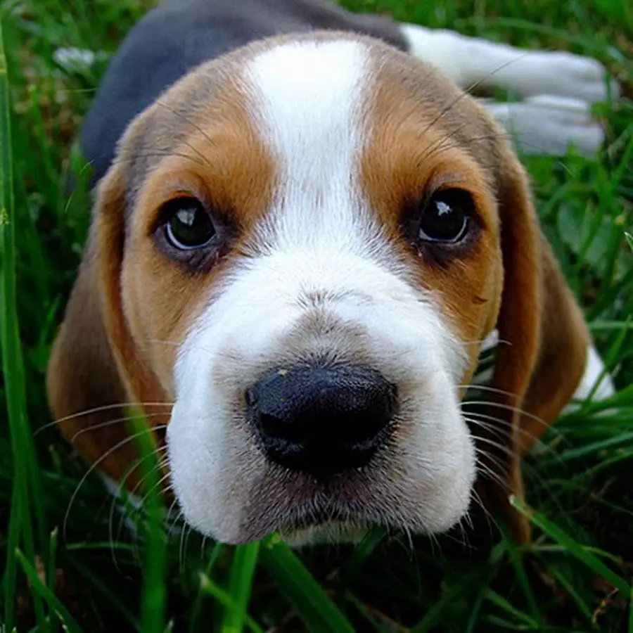 a beagle puppy lying on the green grass in the yard