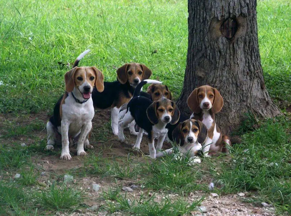 a bunch of Beagles sitting under the tree