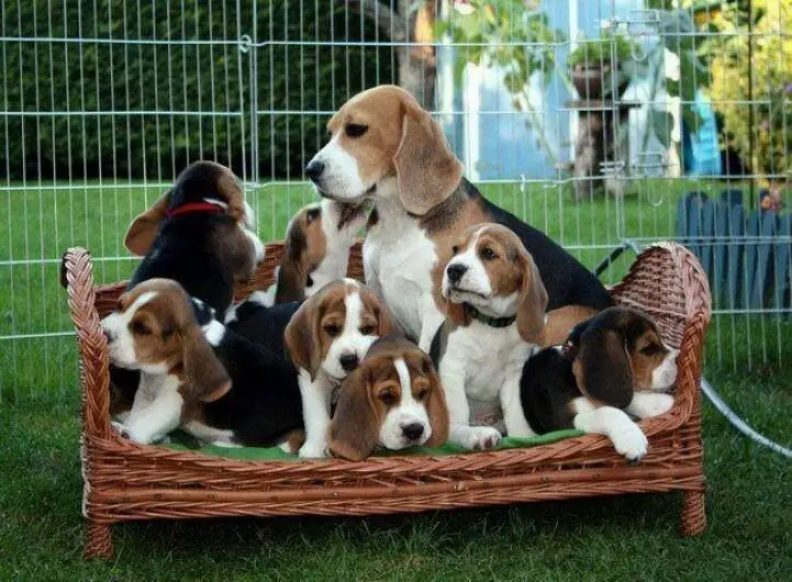 A mom Beagle sitting on top of a small wicker bed with her puppies in the yard