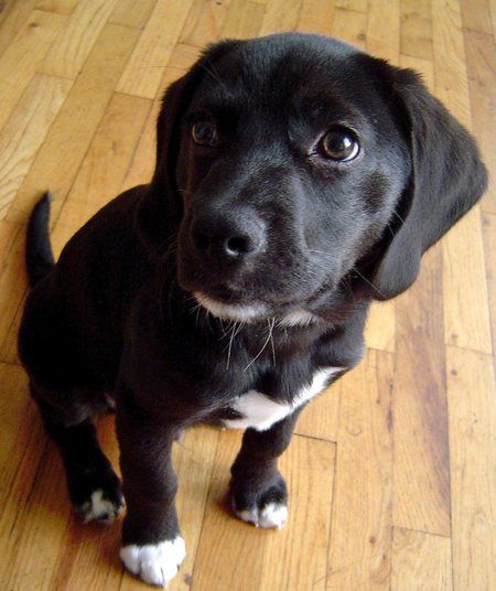 black Beagador sitting on the wooden with its begging face