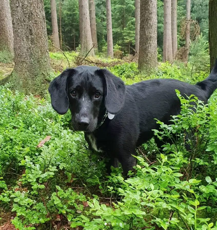 black Labrador Beagle standing in the forest