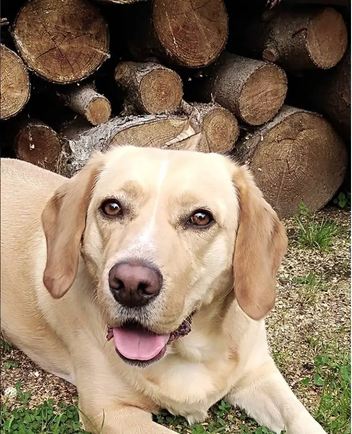 Beagador lying on the ground with pile of chopped wood behind him