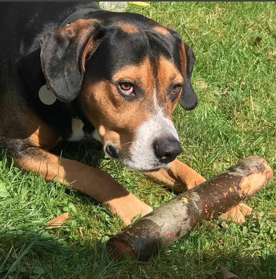 Beagador lying on the green grass with a stick on top of its paw while under the sun