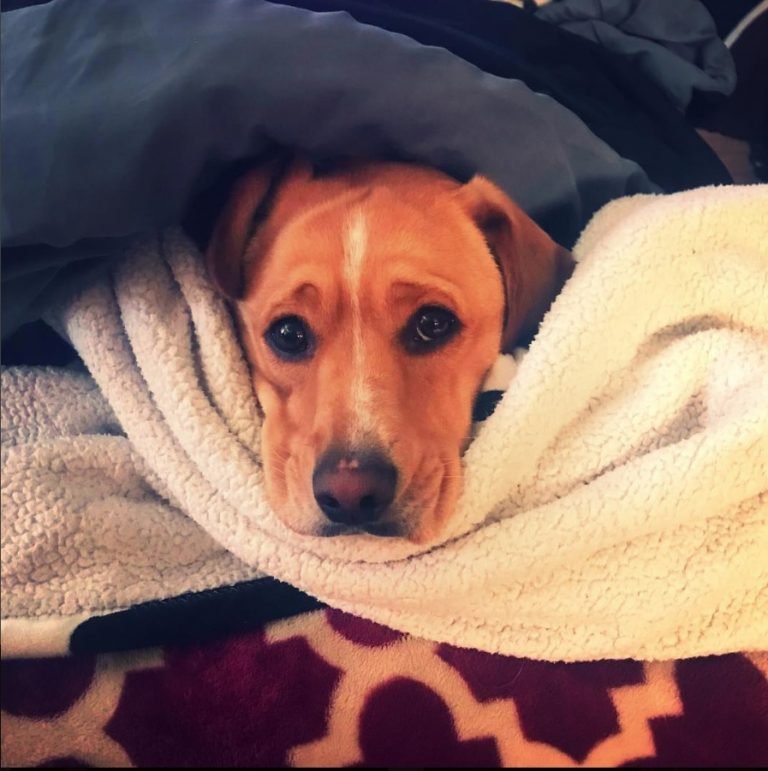 18 Unusual Beagle Lab Mixes That Prove Mutts Are The Ultimate Cute