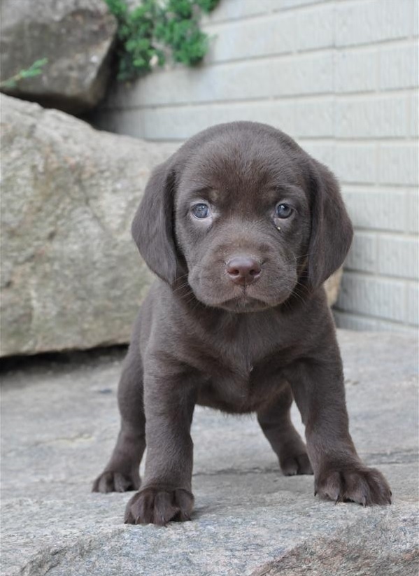 chocolate brown Beagador puppy standing on the big rock