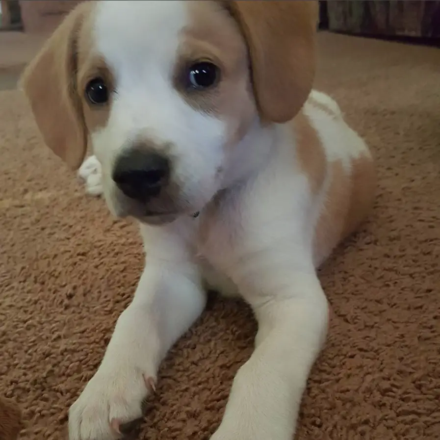 18 Unusual Beagle Lab Mixes That Prove Mutts Are The Ultimate Cute Page 6 The Paws